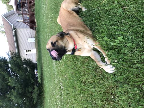 /Images/uploads/Humane Society of Lackawanna County/LoveYourPet/entries/9606thumb.jpg